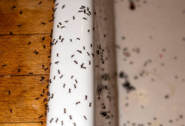 Best Wasp Removal Services  in Winnsboro, TX